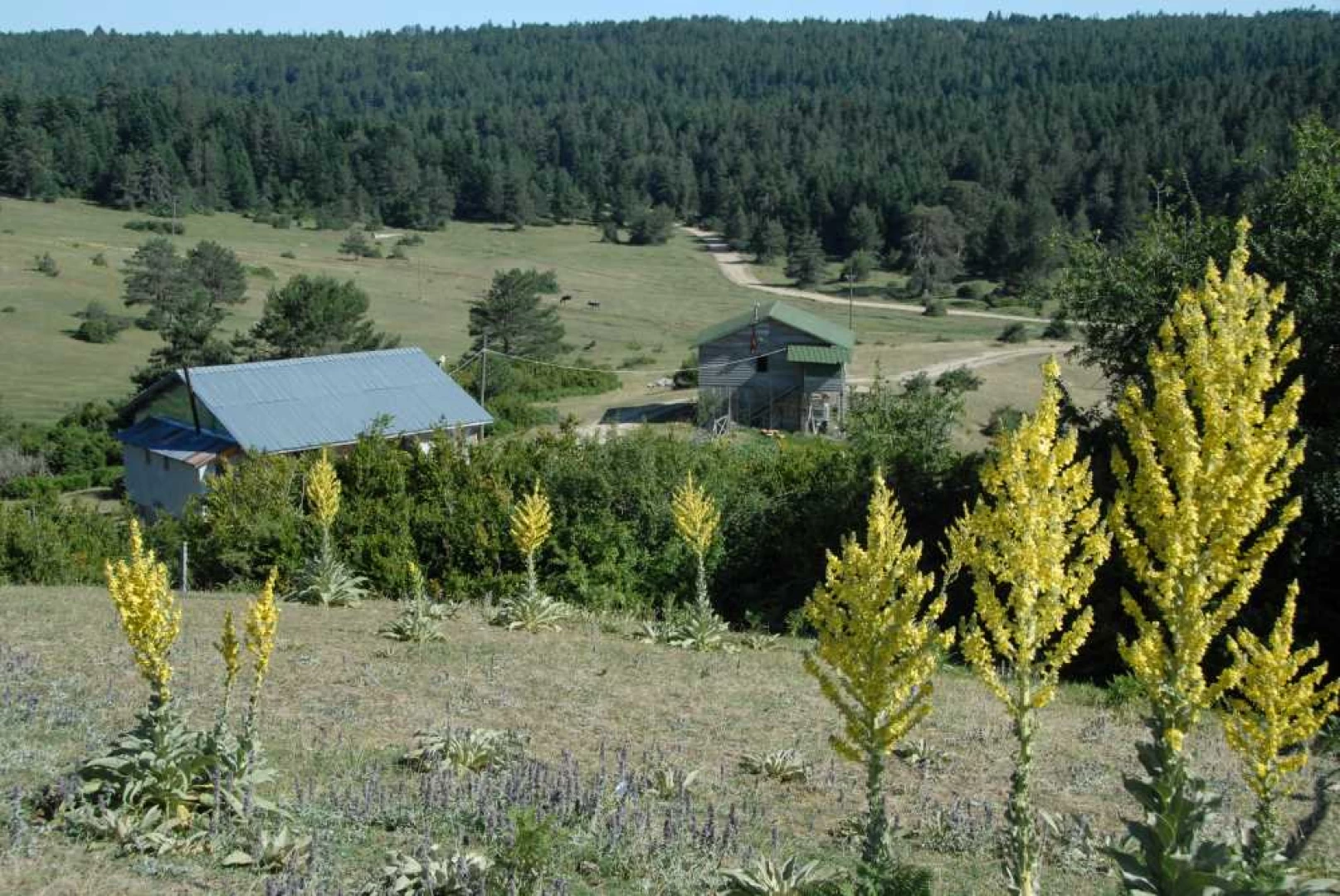 Çiğdem Yaylası